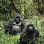 BWINDI INPENETRABLE NATIONAL PARK