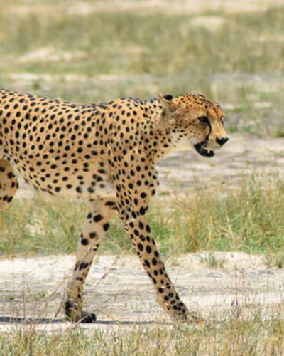 Kidepo valley national park