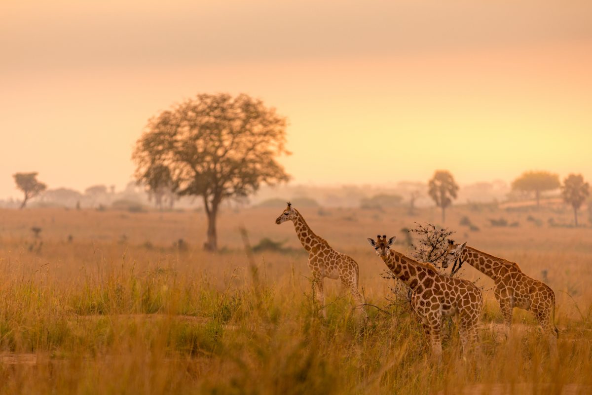 7 Days Best of Uganda Tour