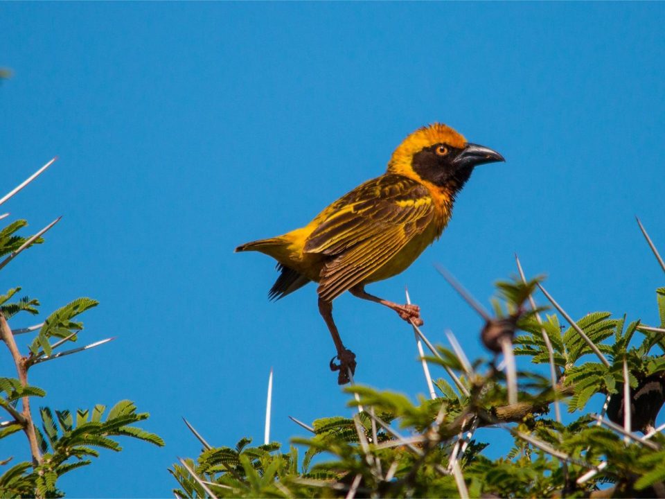 10 Prime Birding Spots