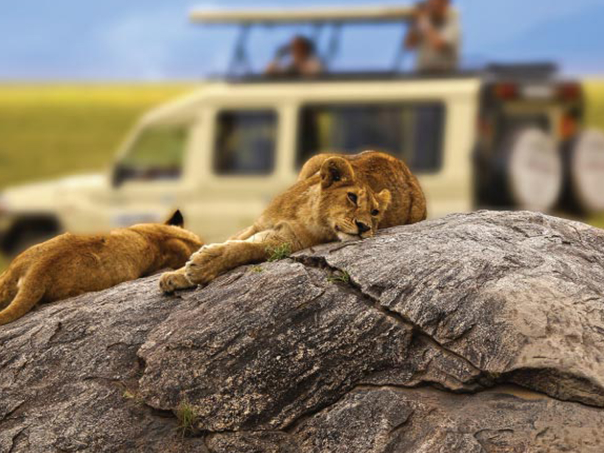 25 Days Primates & Wildlife Safari