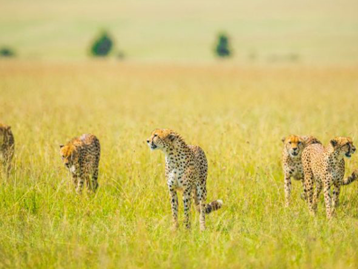 13 Days Luxury Kenya Safari