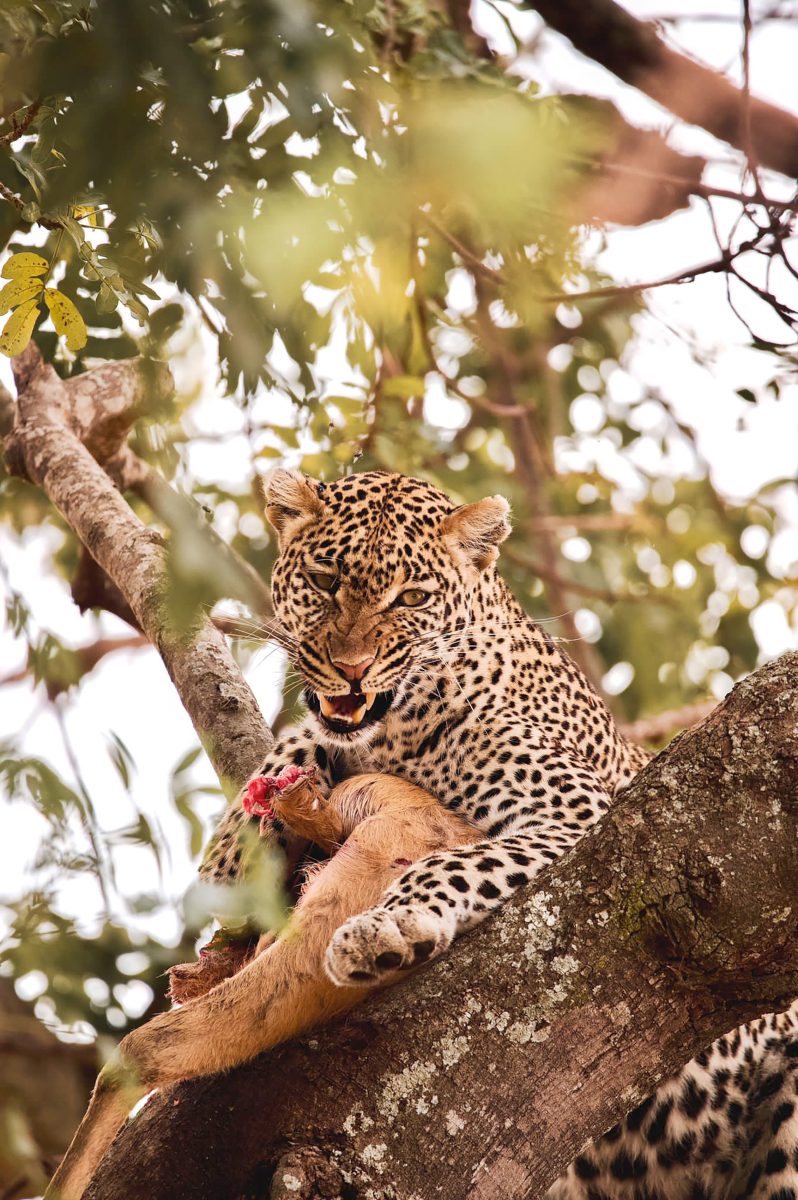 Masai Mara National Game Reserve