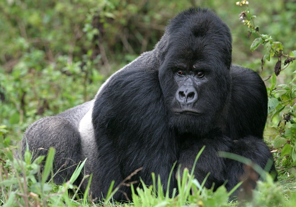 https://ikiyaprimatesafaris.com/15days-top-uganda-adventure-gorillas-wildlife-game-parks/
