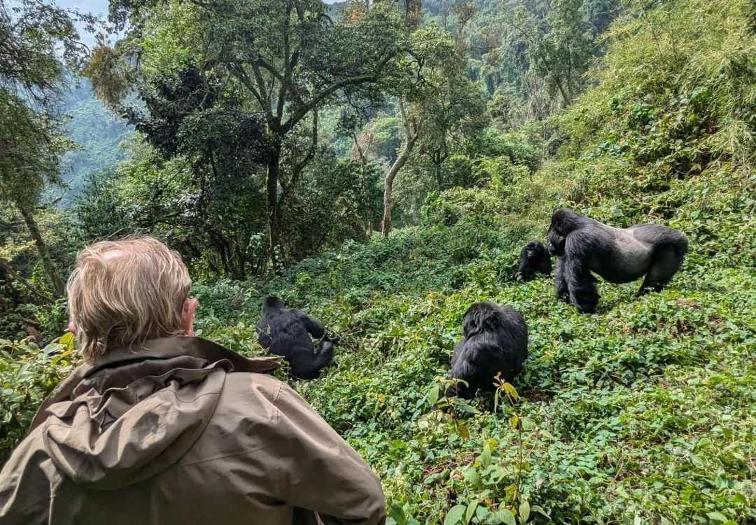 Gorilla Trek - Masai Mara