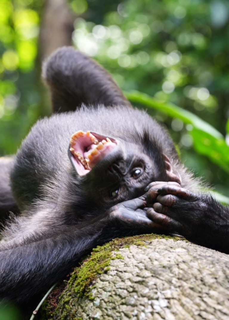 Gorilla Trek - Masai Mara