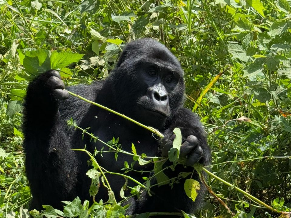 14-Day Gorilla - Masai Mara