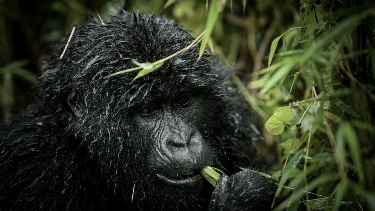Congo Gorilla Trekking Safety