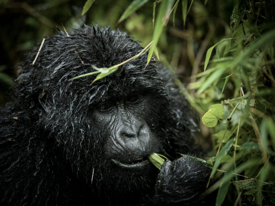 Congo Gorilla Trekking Safety