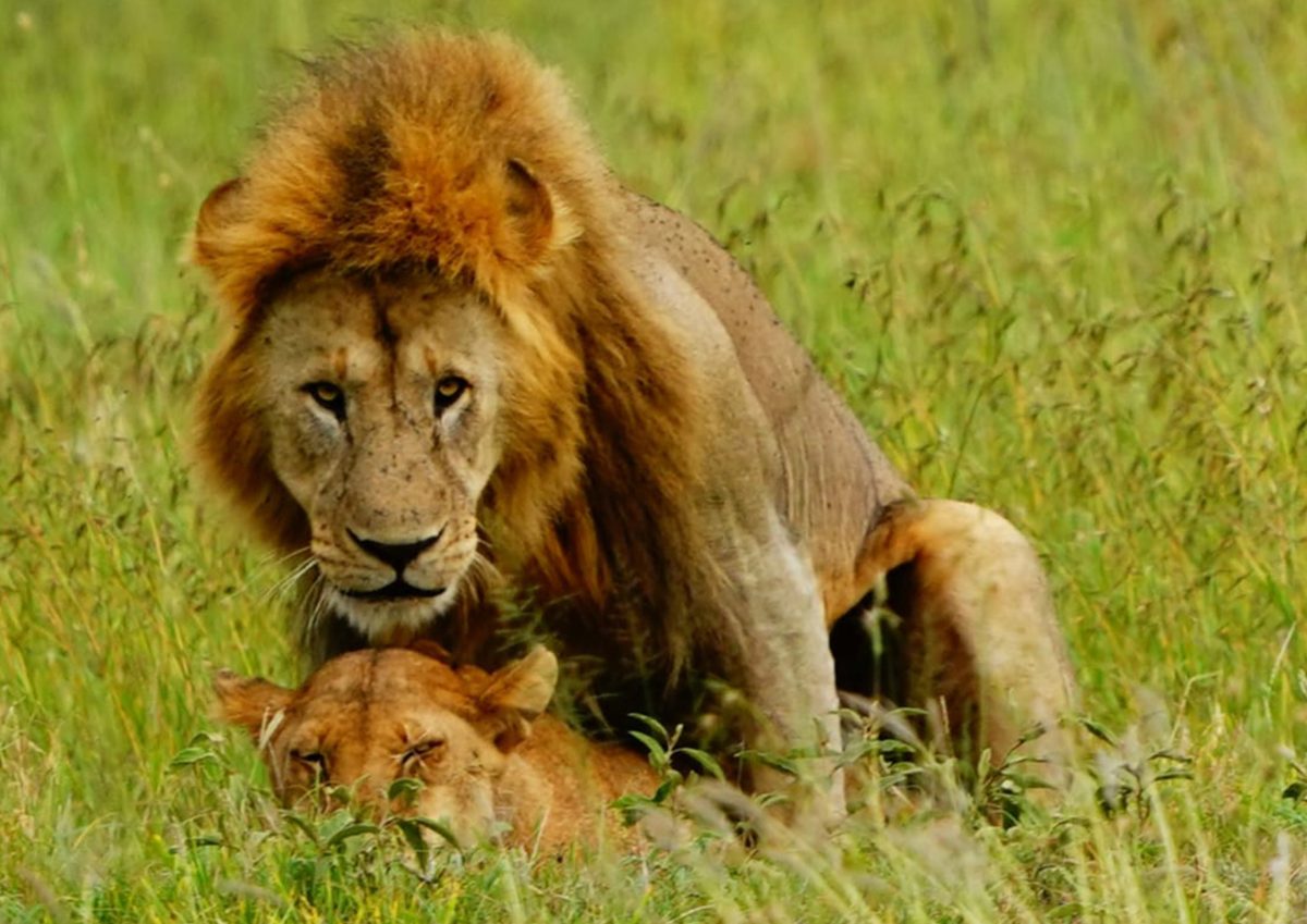 28 Days Epic Africa Safari