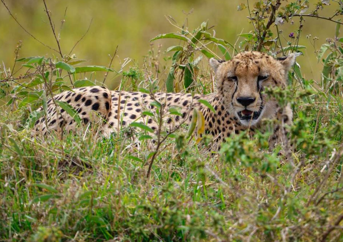 28 Days Epic Africa Safari