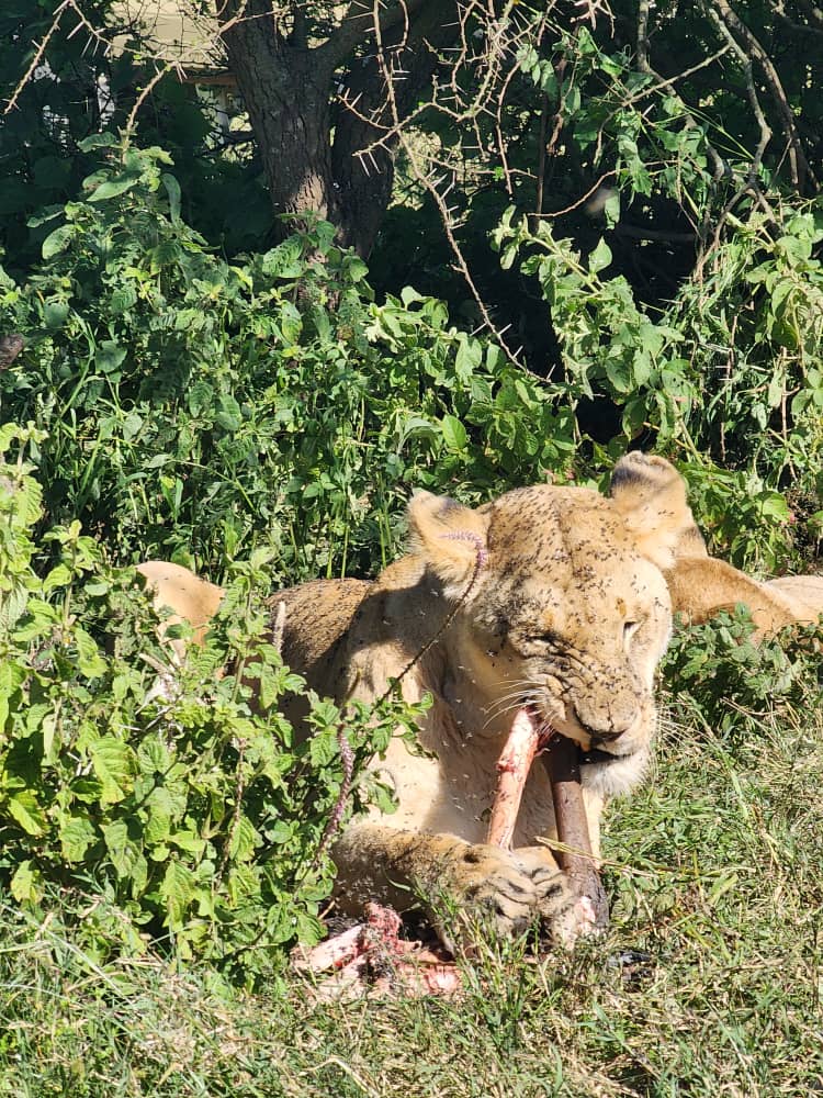 5 Days Wildlife & Gorilla Trekking Safari