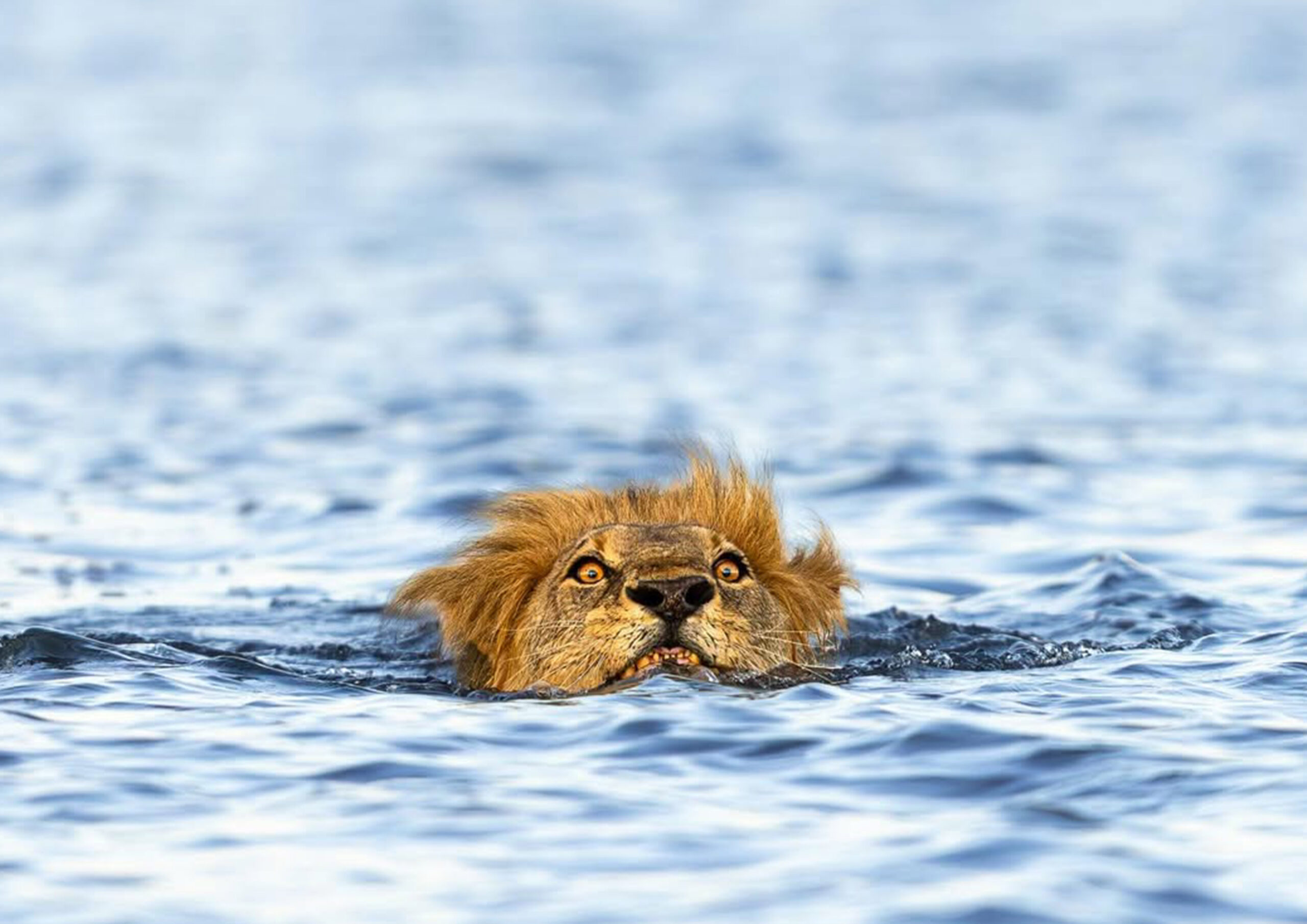 Botswana Safari & Gorilla Trekking Uganda