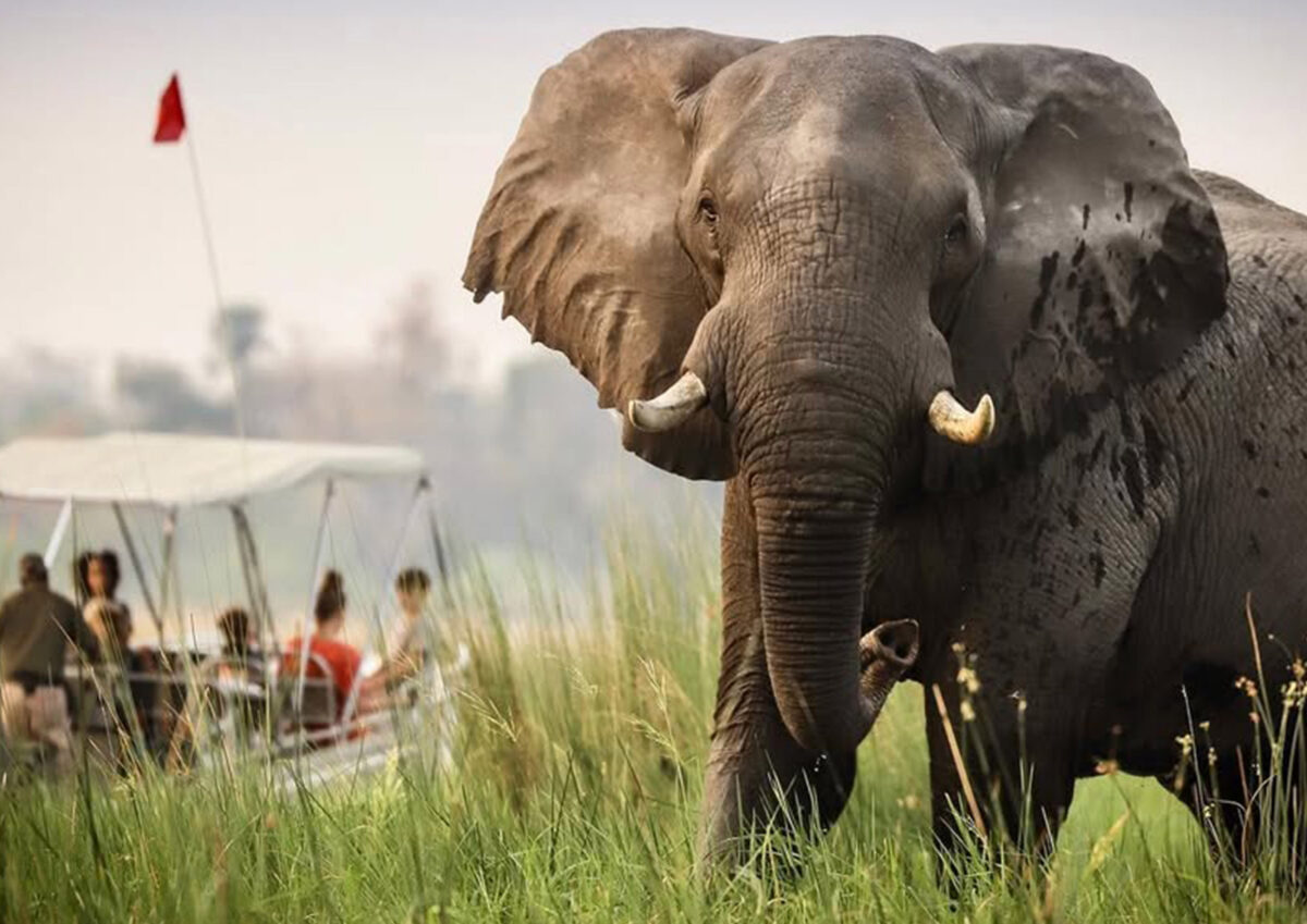 Uganda Gorilla Safari from the USA