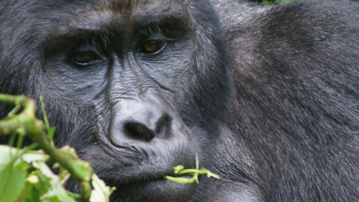 Best Safaris Uganda-Rwanda