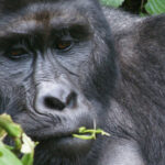 Best Safaris Uganda-Rwanda