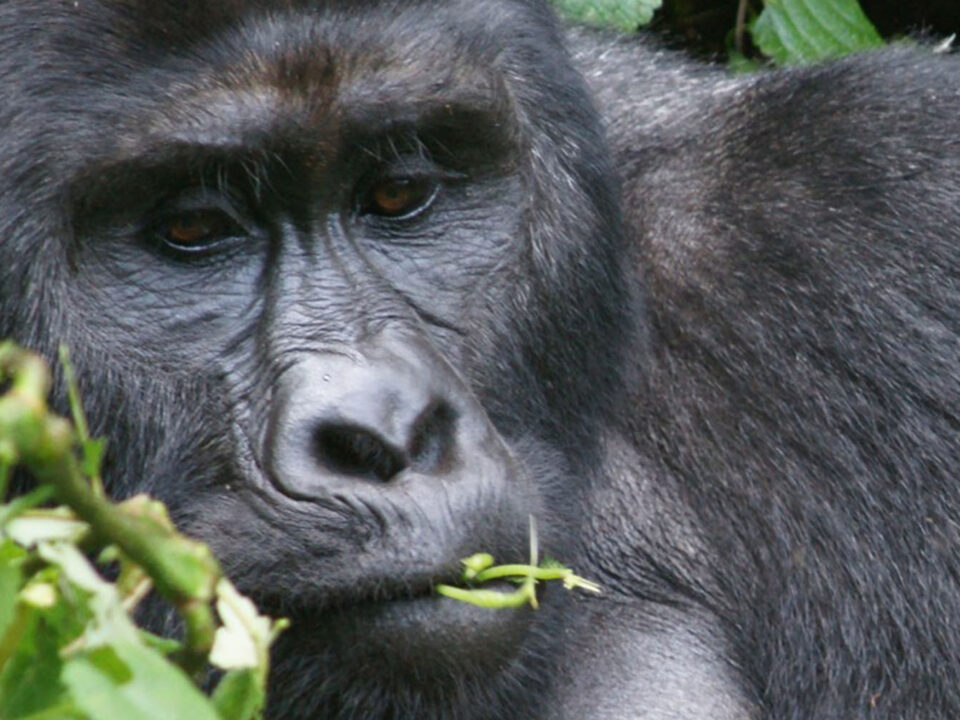 Best Safaris Uganda-Rwanda