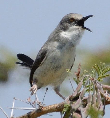 Day 4 of 20 Days Affordable Birding Tour Uganda,  Full day Bird watching in Budongo Forest Very early in the morning after breakfast go for a full day birding in the forest to begin with the Royal mile area of the forest. There’s no better place for you to view birdlife like the Royal mile which is referred to as the country’s premier forest birding locality that harbors a number of species of which some include, Banded Snake eagle, crowned and African pied hornbill, and Bat hawk seen at dusk, the chocolate backed blue breasted and African dwarf kingfisher, white-tithed hornbills, yellow-billed barbets, western black –headed Oriole and purple-headed starling, Green buls such as Cameroon sombe. You will have picnic lunch in the forest as you bird. Have dinner and over night at Nyabyeya Forestry College