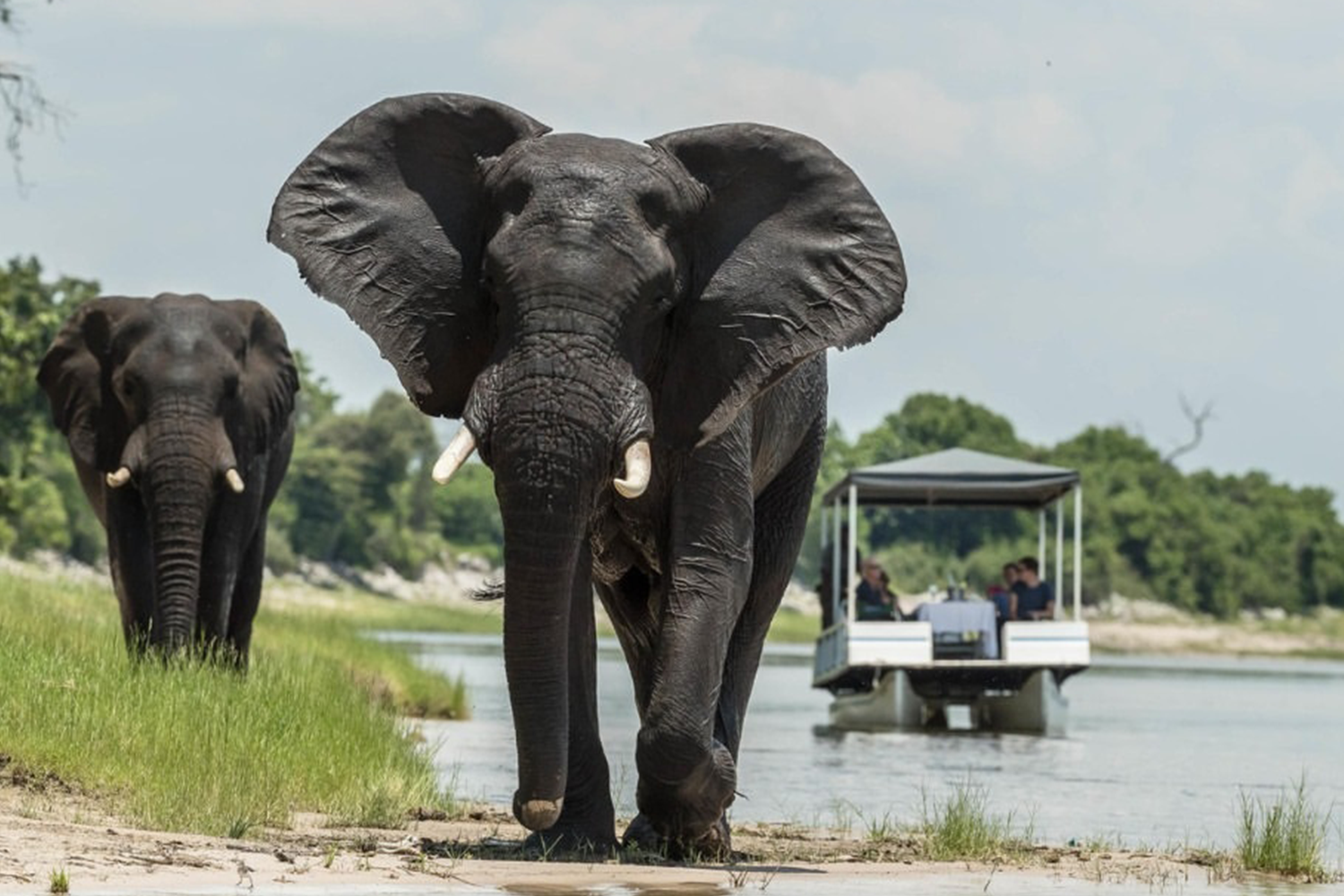 Botswana Safari & Gorilla Trek | 11 Day Friends Adventure