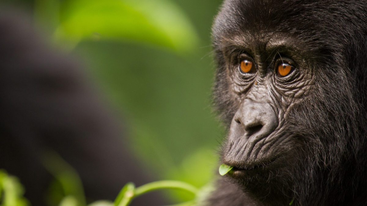 Go Gorilla Trekking Safaris