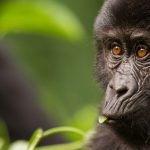 Go Gorilla Trekking Safaris