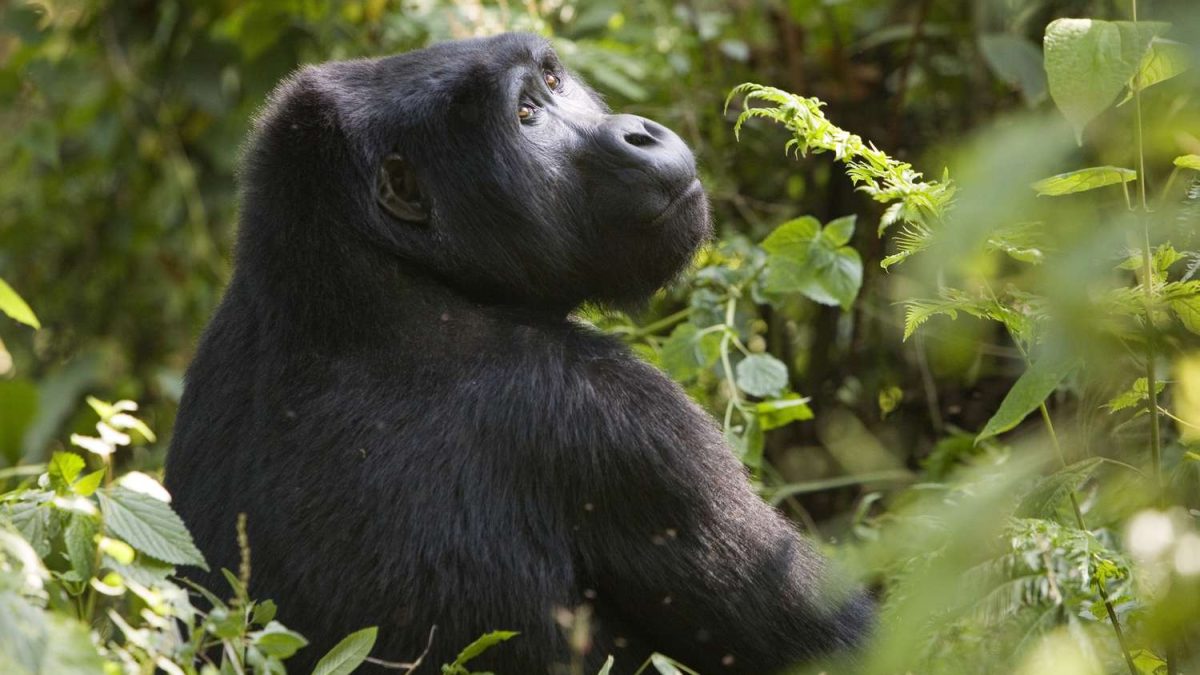 Family Gorilla Trekking Safari Africa