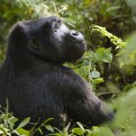 Family Gorilla Trekking Safari Africa