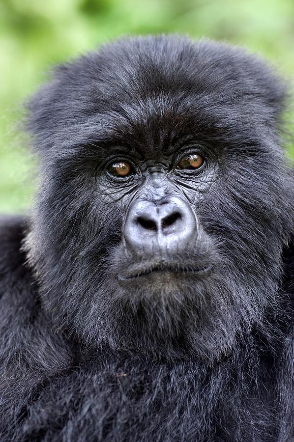 Uganda Gorilla Safari from the USA