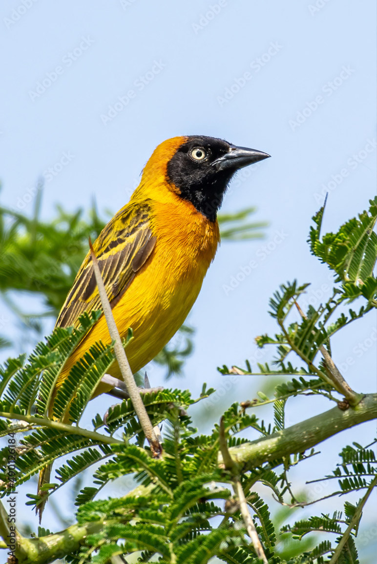 Uganda Safari From USA