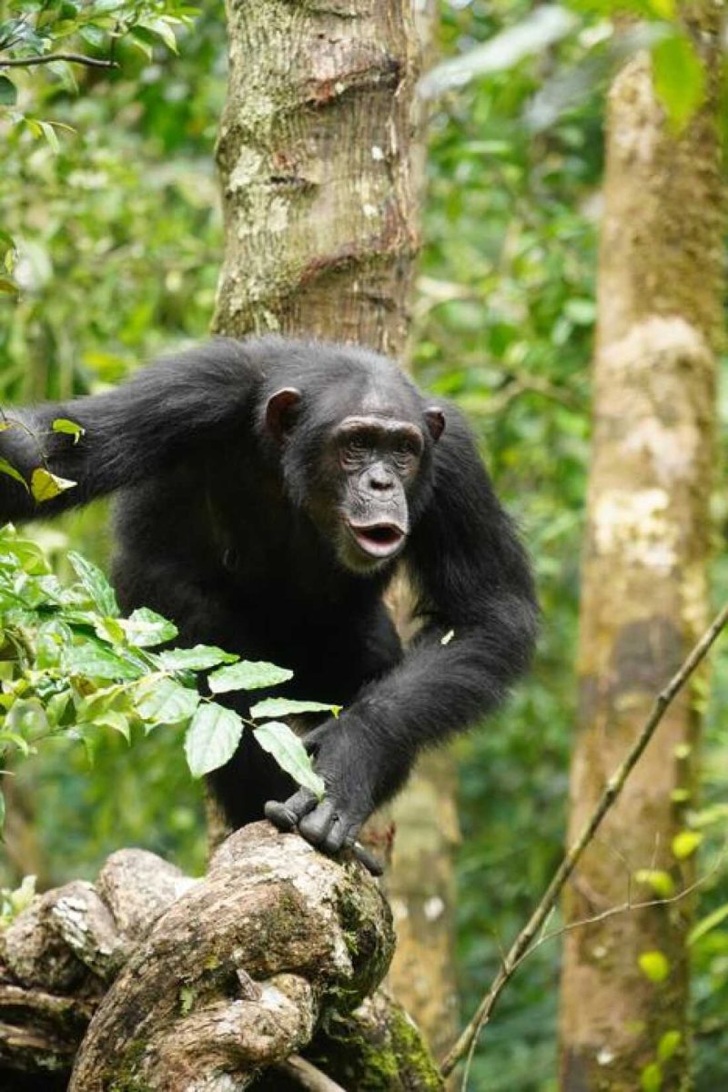 Uganda Gorilla Safari from the USA