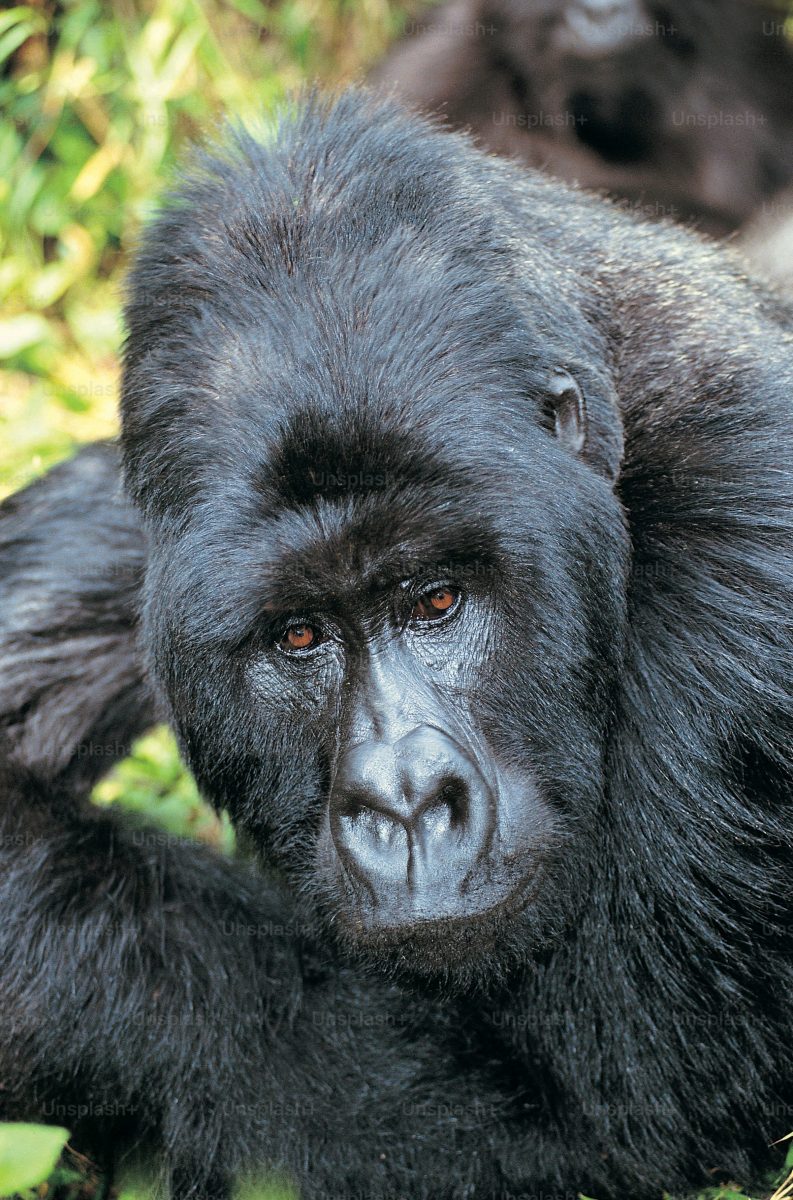Uganda Safari From USA