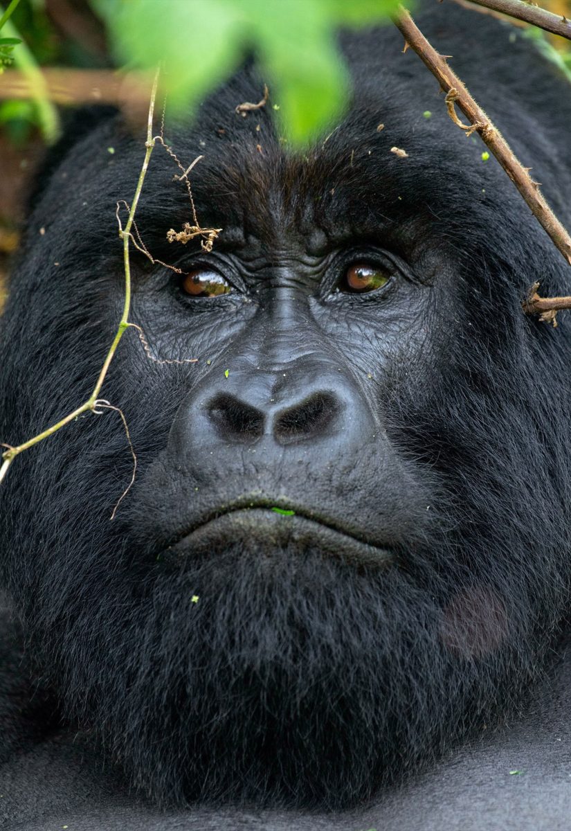 Uganda Gorilla Trekking from Germany