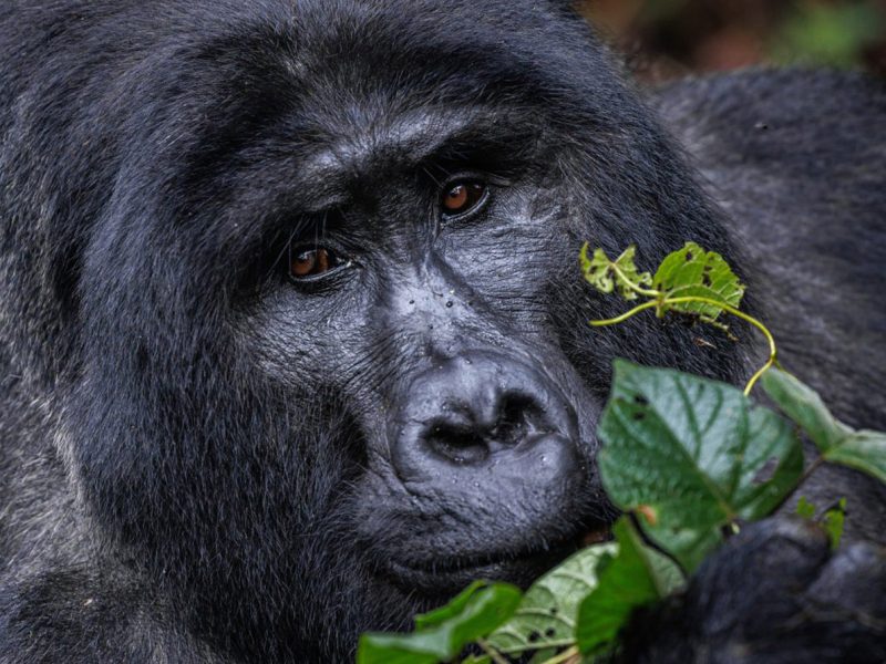 5 days kigali Bwindi