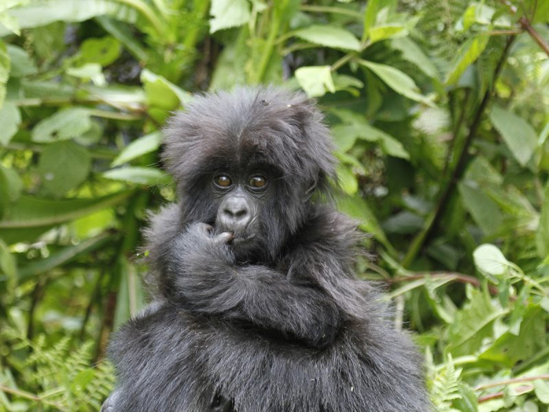 7 Days Rwanda Gorilla Safari Adventure