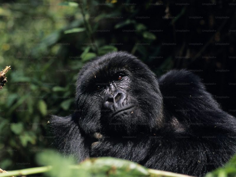 Affordable Gorilla Trekking Rwanda( 2 days Short Adventure)