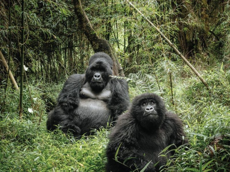 BWINDI INPENETRABLE NATIONAL PARK