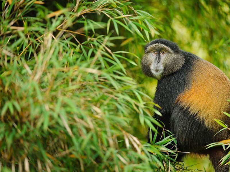 Golden-Monkey-Trekkin