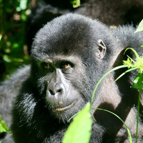 Albertine Rift Endemic