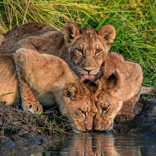 8 Days Kenya - Tanzania Safari Holiday