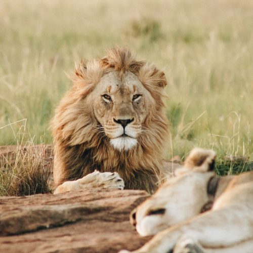 Masai Mara game Drive