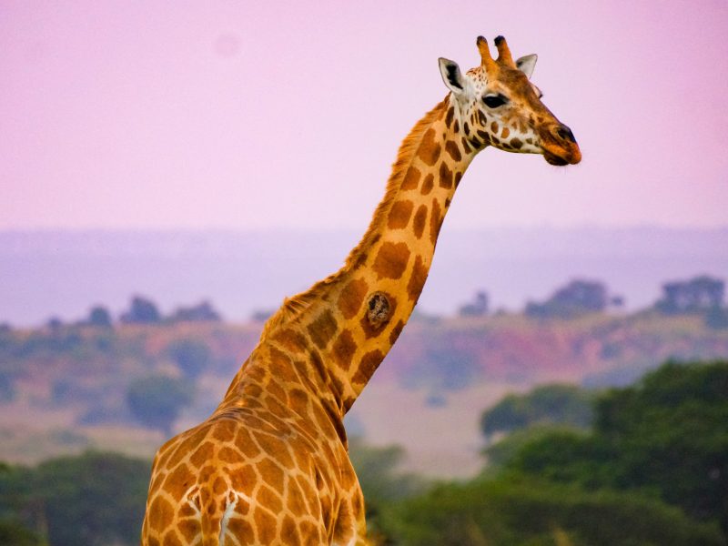 20 DAYS UGANDA RWANDA SAFARI