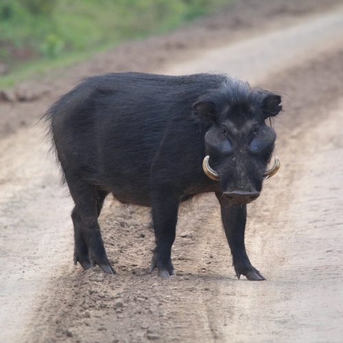 Albertine Rift Endemic