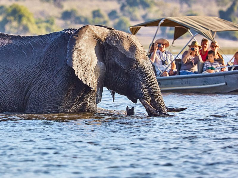 gorilla Botswana
