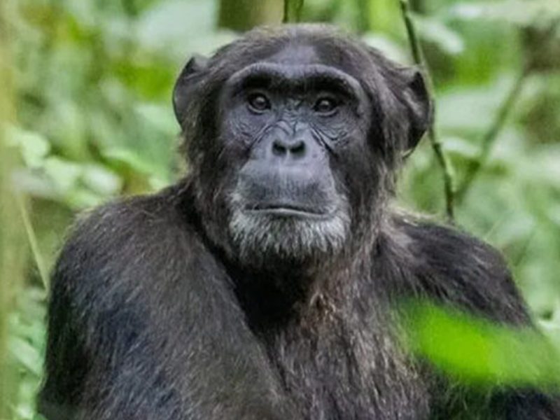 4 Days Chimpanzee Gorilla Trekking