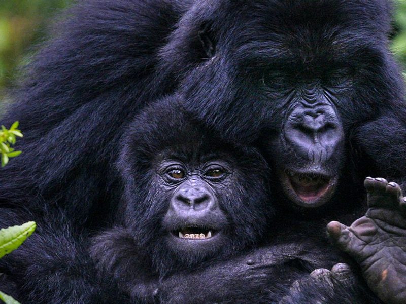 9 Days Uganda Gorillas Safaris