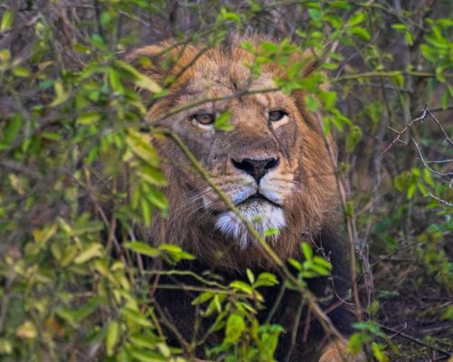 18 Days Ultimate Uganda Safari