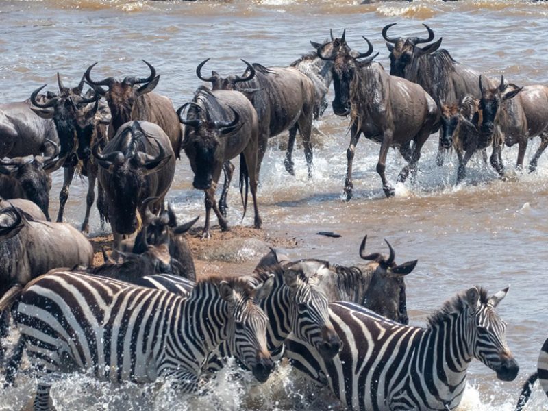 12 Days Botswana & Kenya Migration Safari